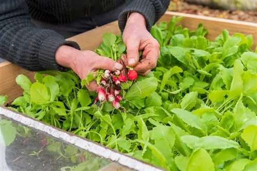 Огород, чтобы накормить семью