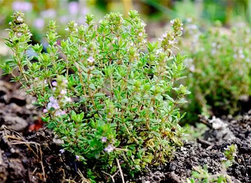 Сделайте бордюр из тимьяна