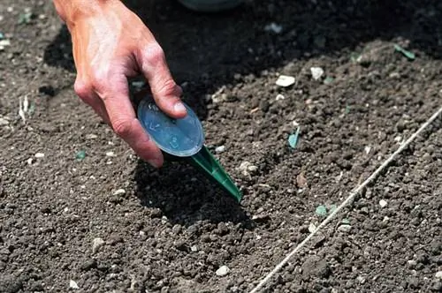 Первый огород: сеять в ряд