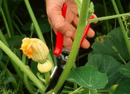Обрезка в огороде