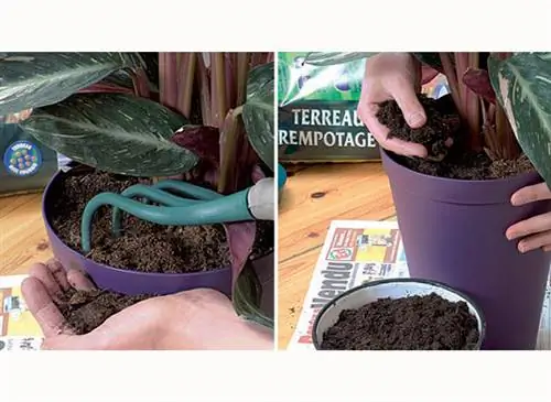 Действие: пересадка