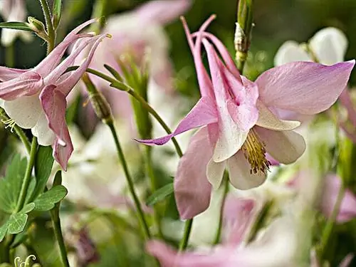 Колумбина «Весеннее волшебство»