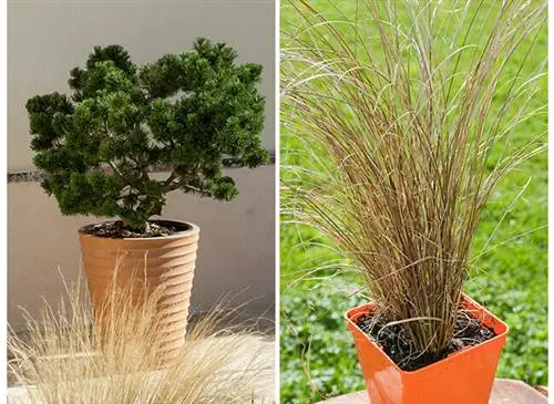 Сосна горная (Pinus mugo) в горшке и осока коричневая (Carex buchananii) в горшке / Монтаж