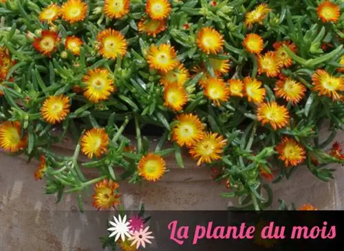 Ассоциации с Wheels of Wonder 'Orange Wonder' delosperma