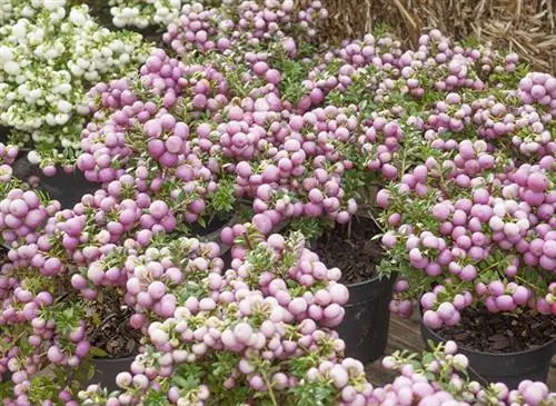 Горшки Pernettya mucronata, розовые ягоды, белые ягоды, декоративный ягодный кустарник. Горшки Pernettya mucronata, розовые ягоды, белые ягоды, декоративный ягодный кустарник.