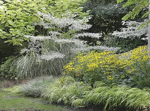 Рудбекия золотая, хаконехлоа макра 'aureola', cornus controversa 'variegata': счастливы в тени.