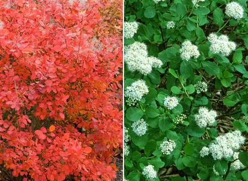 Париковое дерево /Spirea betulifolia - F. Marre/