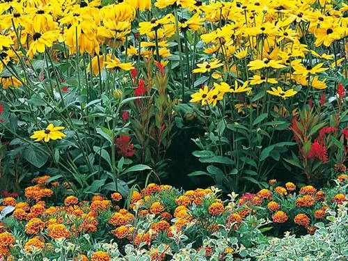 Идеи клумбы: целозия, бархатцы, рудбекия и шалфей, летняя сцена