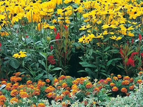 Идеи для клумб: целозия, бархатцы, рудбекия и шалфей, летняя сцена