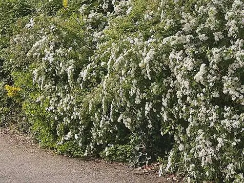 Цветущая живая изгородь весной