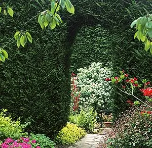 Подстриженные живые изгороди: тайна зеленого побега