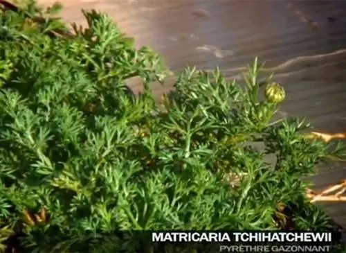 Альтернативы газону: чем его заменить