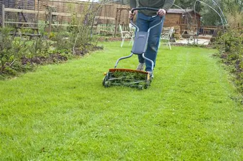 Как создать красивый газон: советы садовода