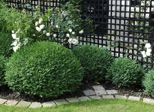 Шар самшита и куст розы «Айсберг» на краю лужайки - Ф. Марре - Наружные сцены - Ландшафтный дизайнер Ю. Ниддам