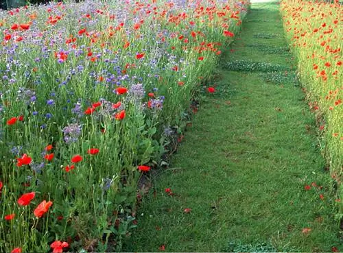 Как сделать красивый газон