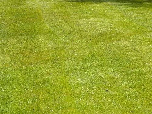 Газон и газон: как выбрать и уложить