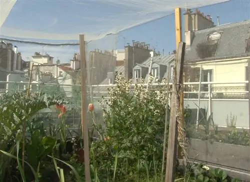 Городская культура: контейнерный огород на крыше или террасе