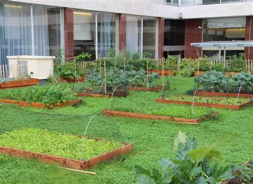 Огороды в горшках: успешное выращивание овощей в городе