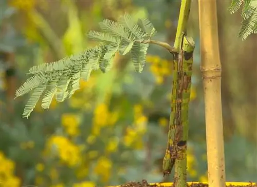 Уход за мимозой, выращиваемой в горшке: обрезка и уход