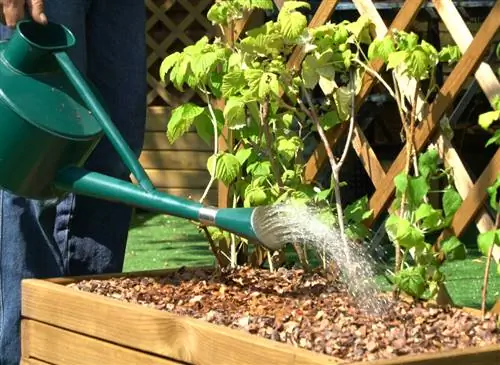 Посадка кустов малины в контейнер на балконе