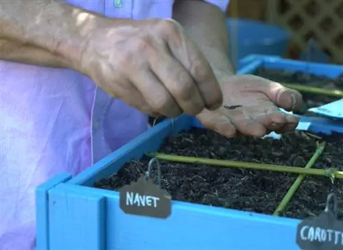 Выращивание овощей на террасе без боли в спине