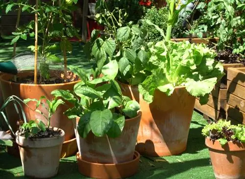 Установка огорода на террасе или балконе