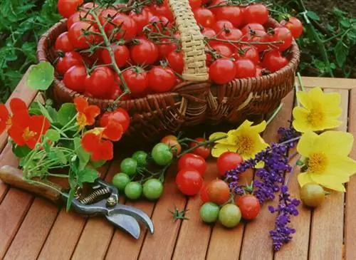Корзинка с помидорами черри