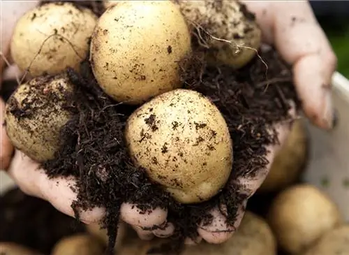 Как вырастить картофель на балконе