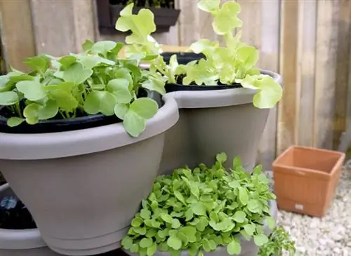 Огород в горшке для быстрого сбора урожая