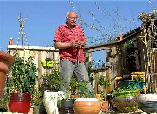 Декоративный и урожайный огород в горшке на балконе или во дворе