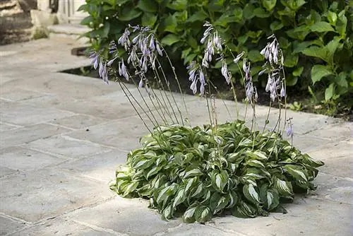 Плитка или брусчатка: минеральное покрытие для долговечной террасы