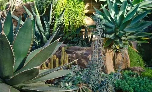 Как создать красивый сухой сад дома