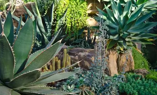 Как устроить дома красивый сухой сад?