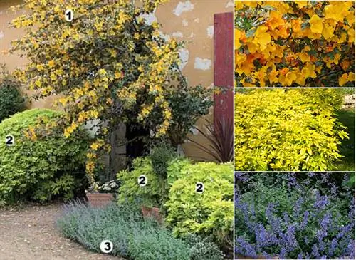 Фремонтия, мексиканское апельсиновое дерево и непета оживляют старый фасад.