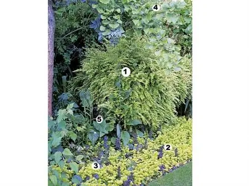 Оформление зелени: смешайте жимолость (Lonicera nitida), лисимах золотистый, горн ползучий, гинкго двулопастный и наперстянку.