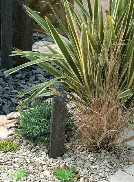 Сцена пустынного пейзажа