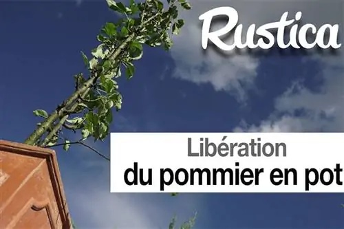 Посадка яблони, выращенной в горшке, в землю