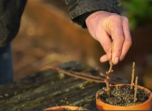Как взять черенки красных плодов на сухую древесину
