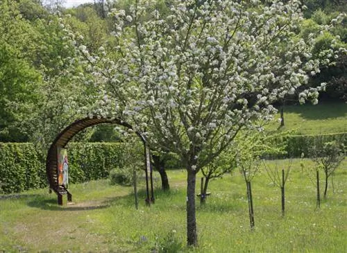 Успешно посадите полуствольные фруктовые деревья