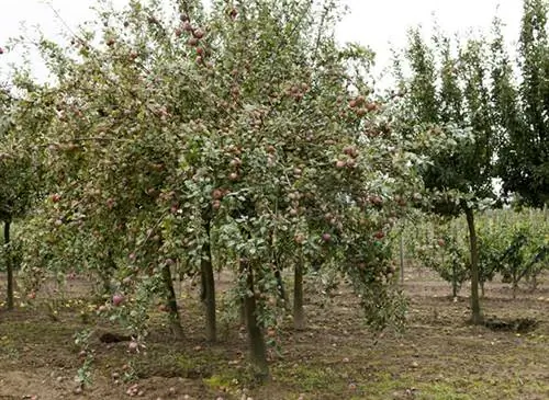 Стебель яблони от полного ветра для агролесомелиорации