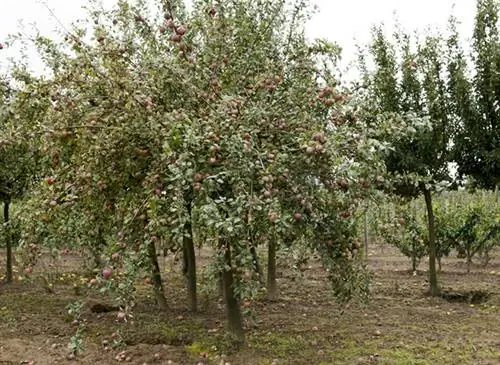 Посадка, пересадка и посев в огороде-саду