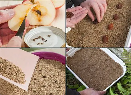 Как стратифицировать семена, косточки и косточки плодовых деревьев