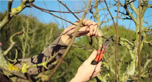 Как обрезать низкоствольную грушу