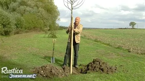 Посадите яблоню на открытом воздухе