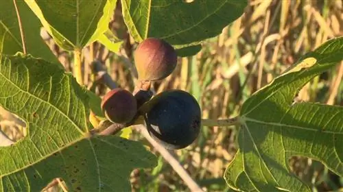 Как вырастить инжир на балконе