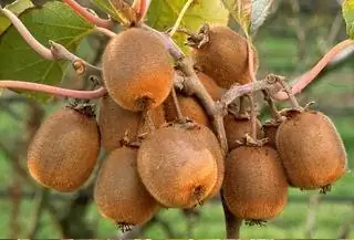 Обрезка киви: техника и советы