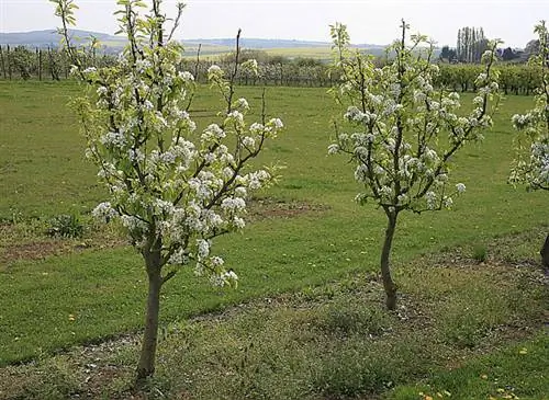 Различные формы фруктовых деревьев