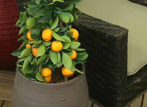 Успешное выращивание каламондина в горшке: шаг за шагом