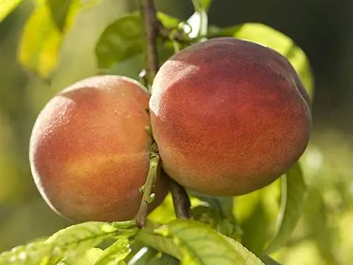 Посадка персикового дерева с голыми корнями