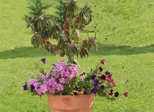 Карликовый персик Baby Red в горшке